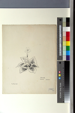 ラモンダ・ミコニー 画像