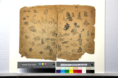 習作（樹木） 画像