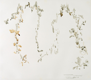 「中央の速い白」のための素描 画像