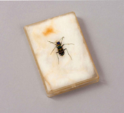 Tiger beetle in a plastic case